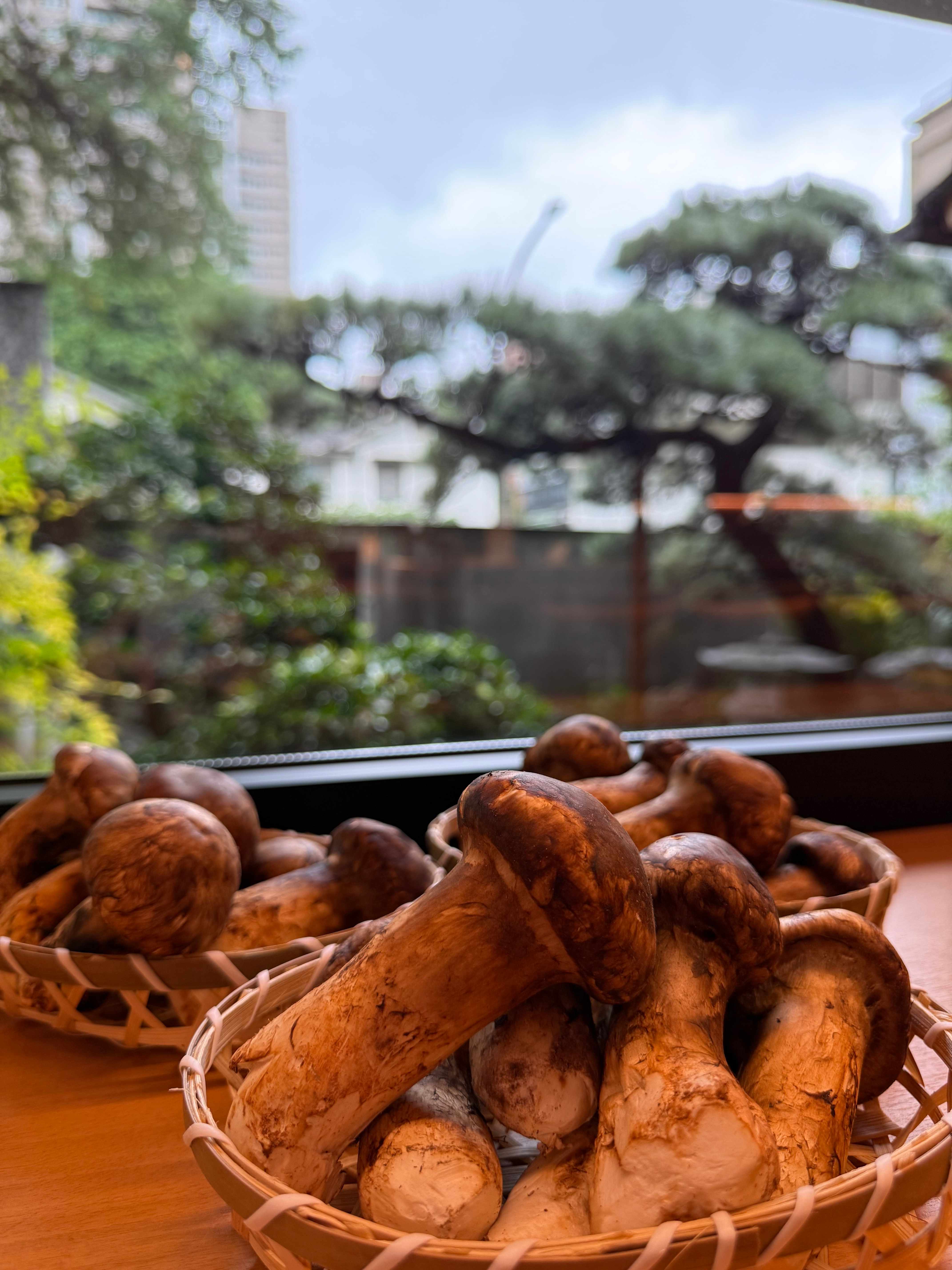 時令松茸食材